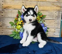Hershey, a male Siberian Husky for sale in Ardmore, OK – Photo 9 of 10