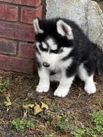 Hershey, a male Siberian Husky for sale in Ardmore, OK – Photo 5 of 10