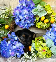 Froggy, a male Yorkshire Terrier for sale in Ardmore, OK – 7 of 10