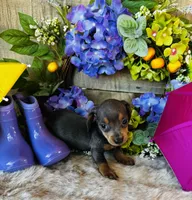 Jackie, a female Miniature Dachshund for sale in Ardmore, OK – 4 of 10