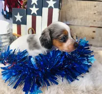 Johnnie Walker (Longhair), a male Miniature Dachshund for sale in Ardmore, OK – 5 of 10