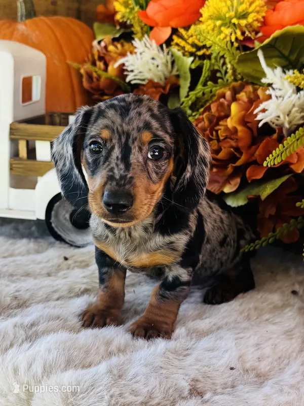 Tarzan – Miniature Dachshund puppy for sale in Ardmore, OK