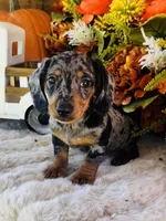 Tarzan, a male Miniature Dachshund for sale in Ardmore, OK – 3 of 10