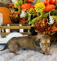 Ellie (Longhair), a female Miniature Dachshund for sale in Ardmore, OK – 7 of 10