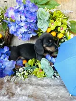 Ninja , a female Miniature Dachshund for sale in Ardmore, OK – 9 of 10