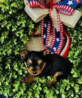 Gigi , a female Yorkshire Terrier for sale in Ardmore, OK – 9 of 10