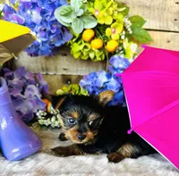 Miami, a female Yorkshire Terrier for sale in Ardmore, OK – 2 of 10