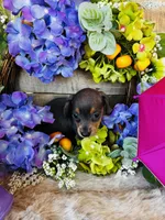 Jackie, a female Miniature Dachshund for sale in Ardmore, OK – 7 of 10