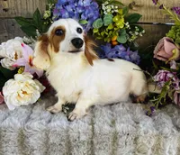 Dixie (Longhair) , a female Miniature Dachshund for sale in Ardmore, OK – 8 of 10