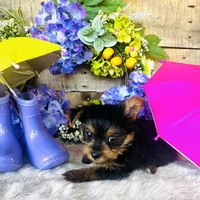 Miami, a female Yorkshire Terrier for sale in Ardmore, OK – 3 of 10