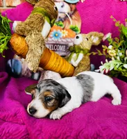 Foxie, a female Miniature Dachshund for sale in Ardmore, OK – Photo 6 of 10