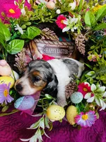 Foxie, a female Miniature Dachshund for sale in Ardmore, OK – Photo 7 of 10