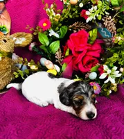 Foxie, a female Miniature Dachshund for sale in Ardmore, OK – Photo 4 of 10