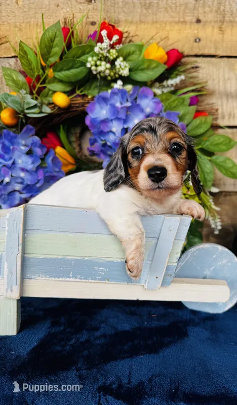 Foxie – Miniature Dachshund puppy for sale in Ardmore, OK