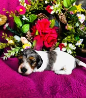 Foxie, a female Miniature Dachshund for sale in Ardmore, OK – Photo 3 of 10