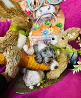 Foxie, a female Miniature Dachshund for sale in Ardmore, OK – Photo 10 of 10