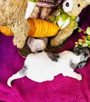 Foxie, a female Miniature Dachshund for sale in Ardmore, OK – Photo 9 of 10