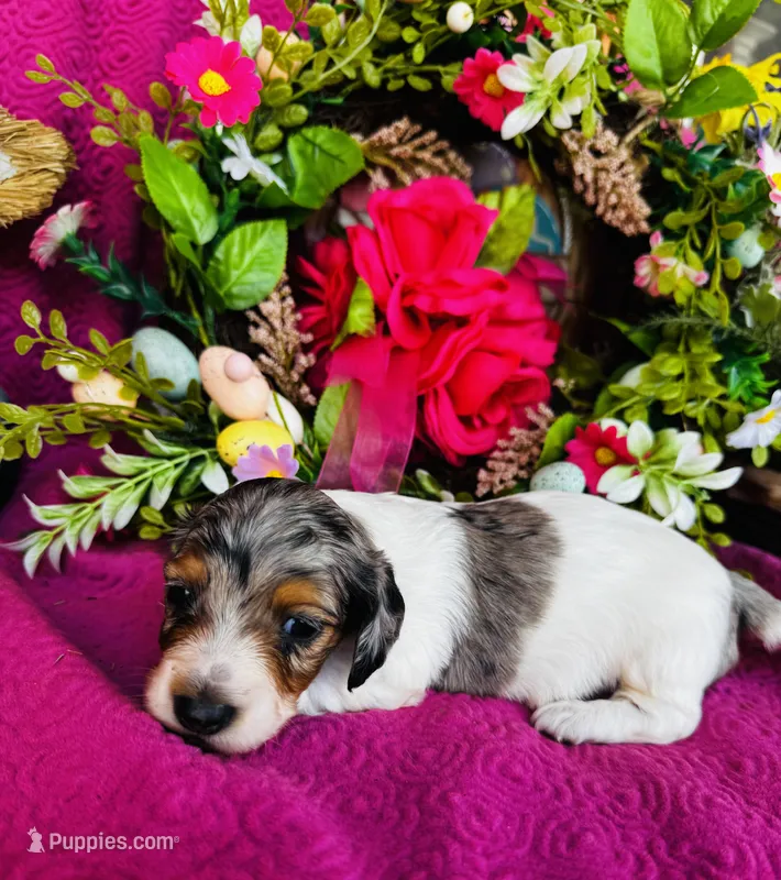 Foxie, a female Miniature Dachshund for sale in Ardmore, OK – Photo 1 of 10