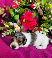 Foxie, a female Miniature Dachshund for sale in Ardmore, OK – Photo 1 of 10