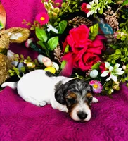 Foxie, a female Miniature Dachshund for sale in Ardmore, OK – Photo 5 of 10