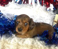 Dixie (Longhair) , a female Miniature Dachshund for sale in Ardmore, OK – 5 of 10