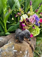 Jackie, a female Miniature Dachshund for sale in Ardmore, OK – 5 of 10