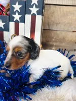 Johnnie Walker (Longhair), a male Miniature Dachshund for sale in Ardmore, OK – 4 of 10