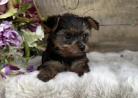 Madeleine , a female Yorkshire Terrier for sale in Ardmore, OK – 3 of 10