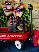 Gigi , a female Yorkshire Terrier for sale in Ardmore, OK – 5 of 10