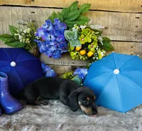 Ninja , a female Miniature Dachshund for sale in Ardmore, OK – 5 of 10