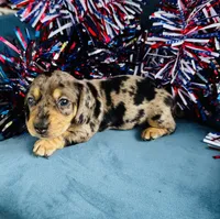 Harley, a male Miniature Dachshund for sale in Ardmore, OK – 5 of 10