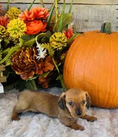 Tucker, a male Miniature Dachshund for sale in Ardmore, OK – 9 of 10