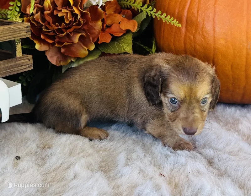 Ellie (Longhair) – Miniature Dachshund puppy for sale in Ardmore, OK