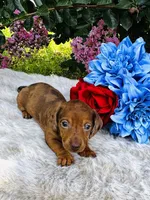 Marilyn Monroe, a male Miniature Dachshund for sale in Ardmore, OK – 3 of 6