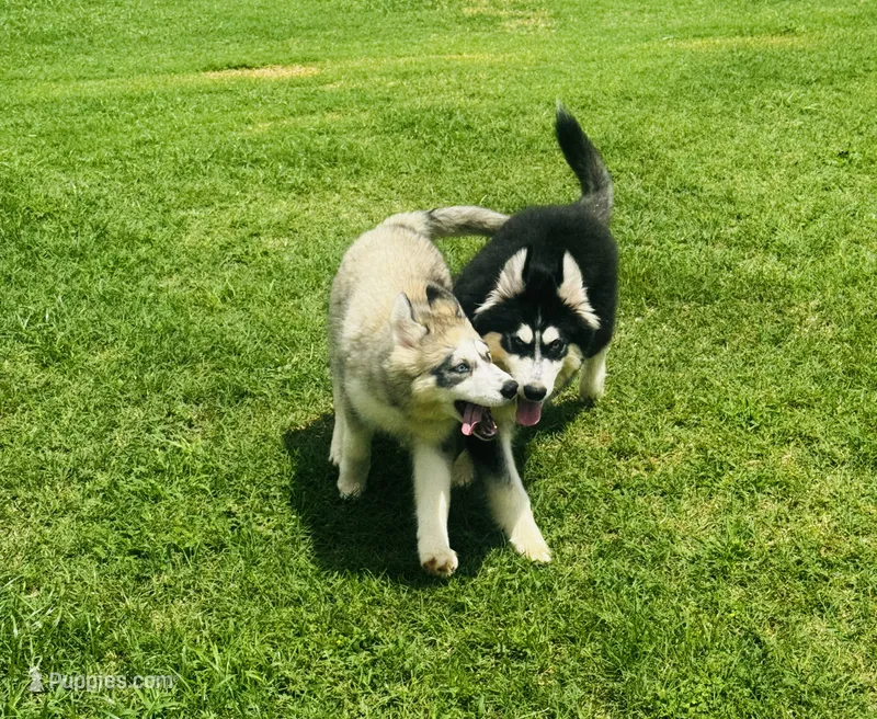 Turbo – Siberian Husky puppy for sale in Ardmore, OK