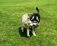 Turbo, a male Siberian Husky for sale in Ardmore, OK – 1 of 10