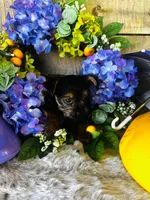 Lance , a male Yorkshire Terrier for sale in Ardmore, OK – 10 of 10