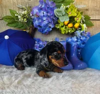 Rooster, a male Miniature Dachshund for sale in Ardmore, OK – 4 of 10
