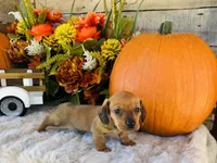 Tucker, a male Miniature Dachshund for sale in Ardmore, OK – 6 of 10