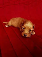 Charlie , a male Miniature Dachshund for sale in Ardmore, OK – Photo 3 of 10