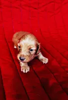 Charlie , a male Miniature Dachshund for sale in Ardmore, OK – Photo 4 of 10