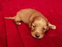 Charlie , a male Miniature Dachshund for sale in Ardmore, OK – Photo 1 of 10