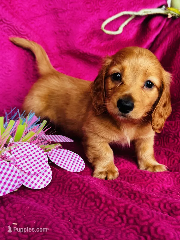 Charlie  – Miniature Dachshund puppy for sale in Ardmore, OK