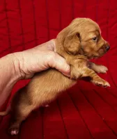Charlie , a male Miniature Dachshund for sale in Ardmore, OK – Photo 6 of 10