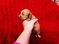 Charlie , a male Miniature Dachshund for sale in Ardmore, OK – Photo 7 of 10