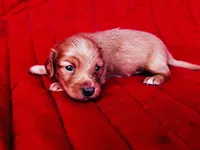 Charlie , a male Miniature Dachshund for sale in Ardmore, OK – Photo 2 of 10