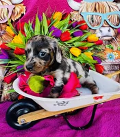 Vanessa, a female Miniature Dachshund for sale in Ardmore, OK – Photo 2 of 10