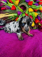 Vanessa, a female Miniature Dachshund for sale in Ardmore, OK – Photo 4 of 10