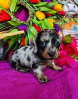 Vanessa, a female Miniature Dachshund for sale in Ardmore, OK – Photo 1 of 10