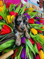 Vanessa, a female Miniature Dachshund for sale in Ardmore, OK – Photo 5 of 10